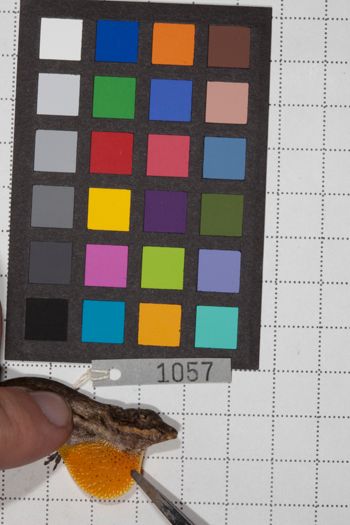 Media type: image;   Herpetology R-190591